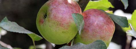 apple.ccom|apple hemsida.